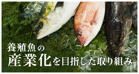 養殖魚の産業化を目指した取り組み